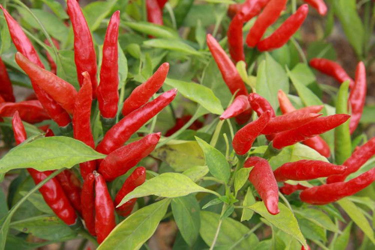 日本朝天椒 天鹰椒 小辣椒种子 家庭阳台菜园调味蔬菜种子批发5g