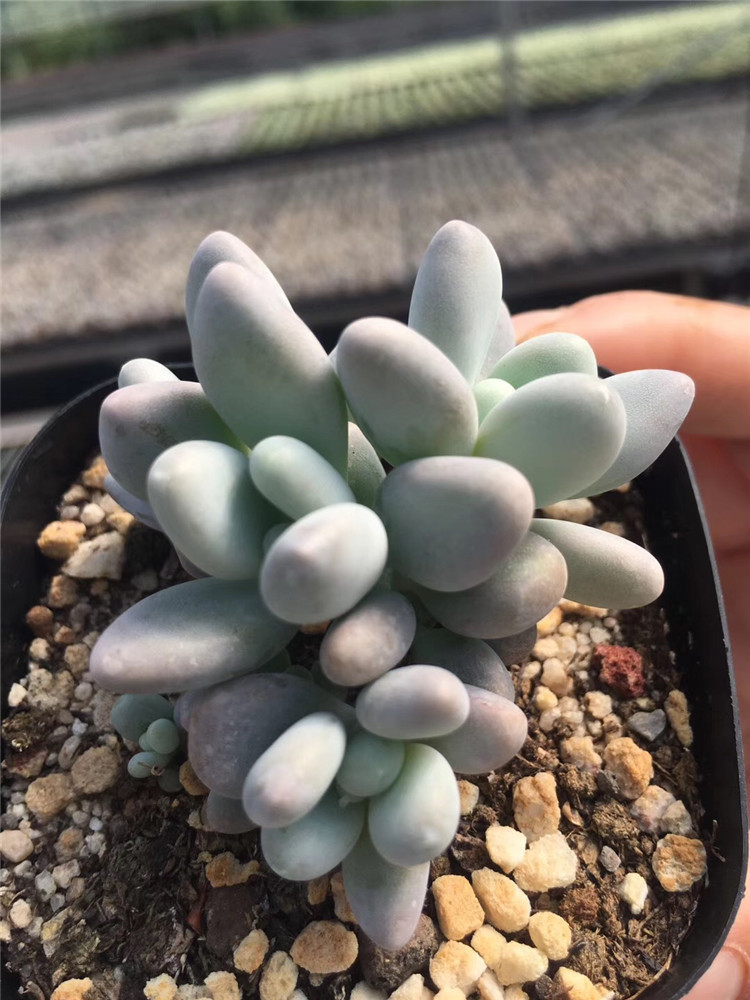 048大棚批发多肉阳台植物 象牙奶酪3头群生多肉品种 裸根发