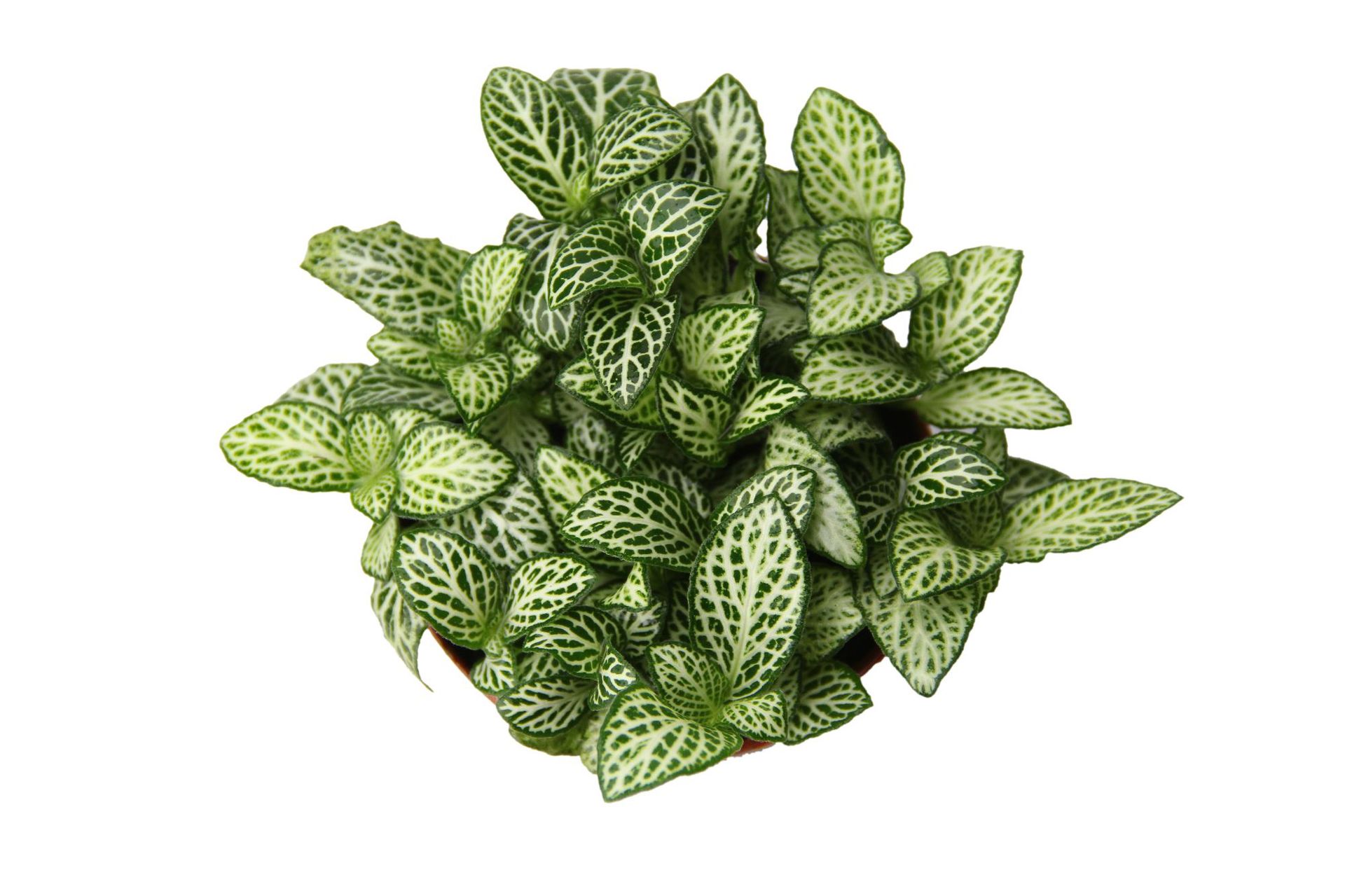 基地提供白雪安妮网纹草(80# )花卉苔藓微景观绿植盆栽背景植物