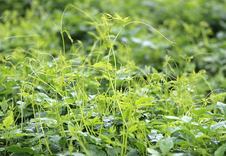 厂家直发野生绞股蓝平利绞股蓝龙须富硒绞股蓝100g