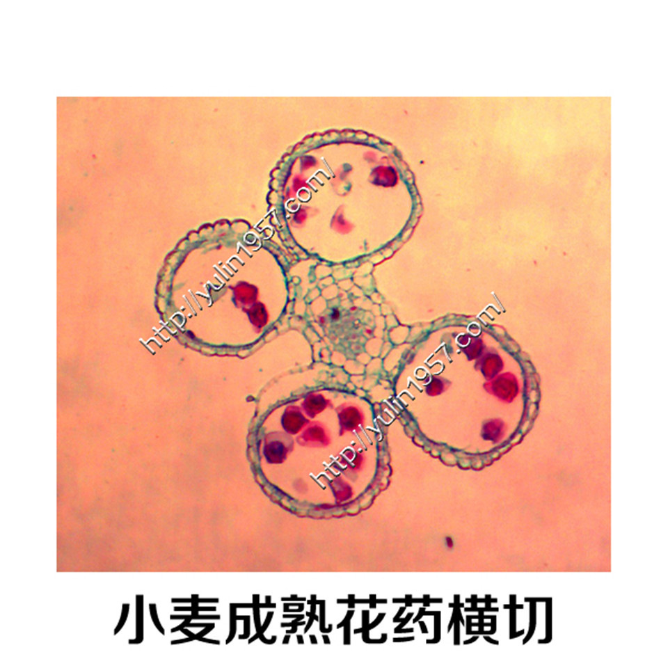植物切片小麦成熟花药横切实验器材生物显微镜玻片标本