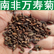 南非万寿菊种子 大芙蓉 非洲万寿菊 臭芙蓉种子 1件=1斤