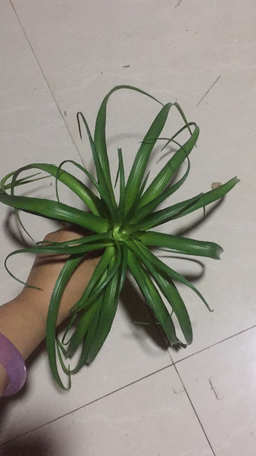 仿真空气凤梨 多肉植物 手扎捧花配材 植毛空气草 蜘蛛兰 批发