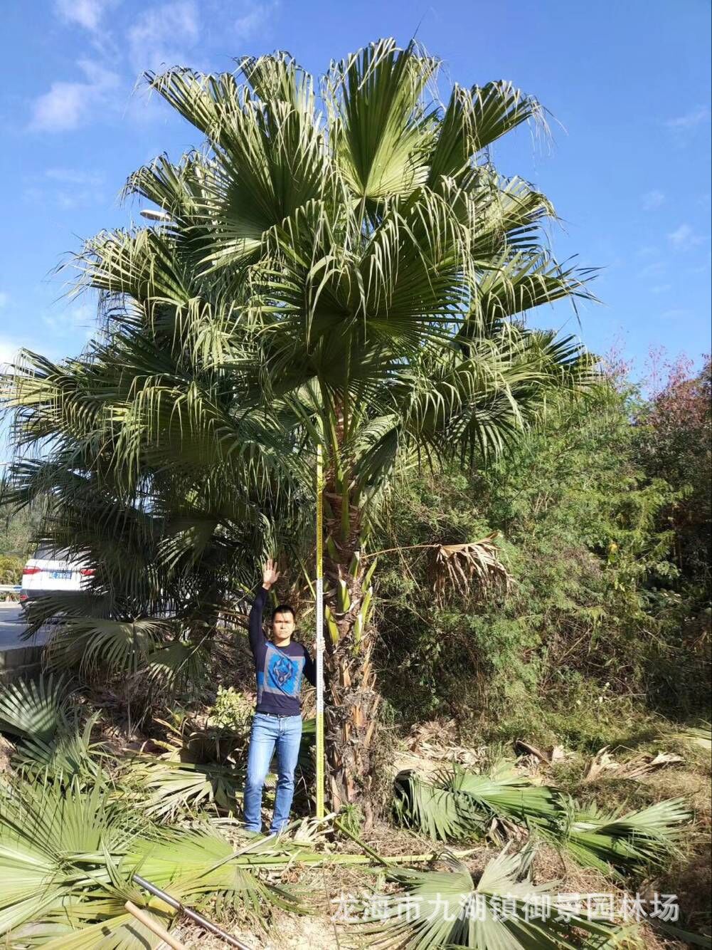 5米 蒲葵树苗价格 高干蒲葵 行道树棕榈树