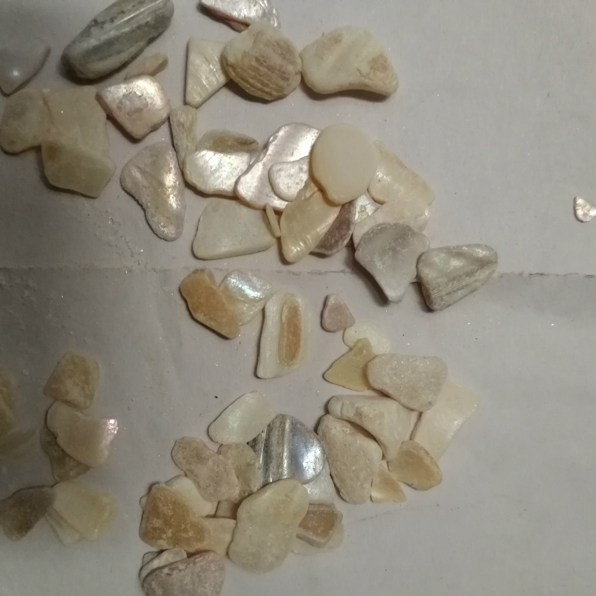 健豪批发供应珍珠母 别名珠牡丹 珠母 真珠母 明珠母 实物拍照