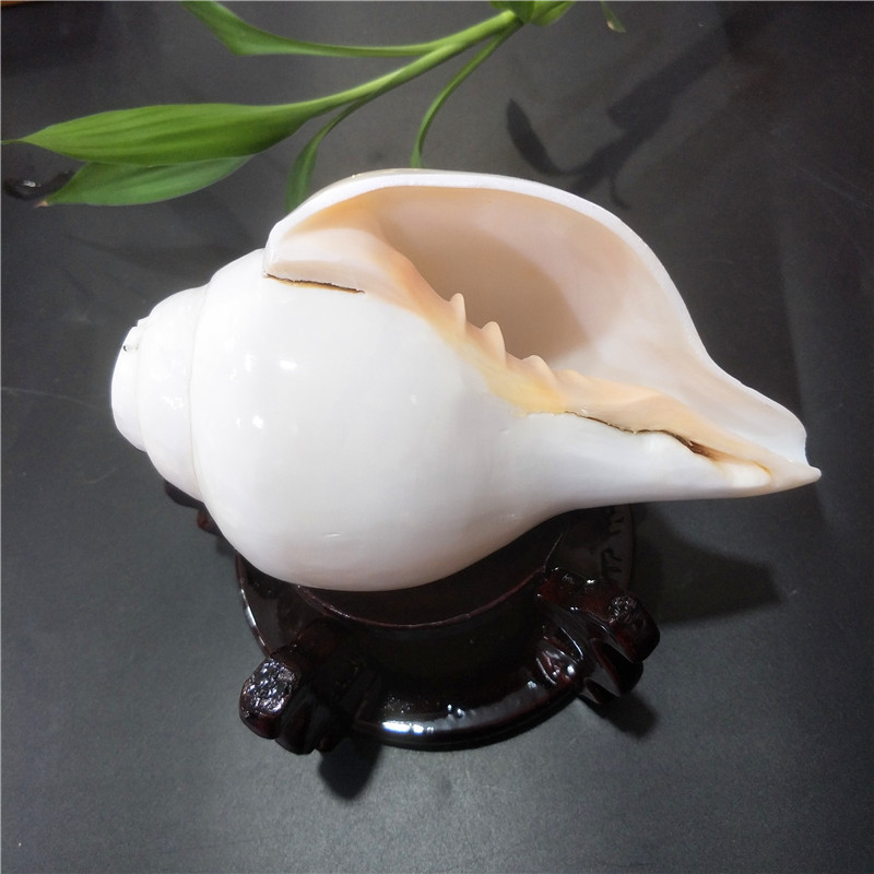 白海螺 天然海螺贝壳 左旋螺拍照道具贝壳工艺品批发货源产地