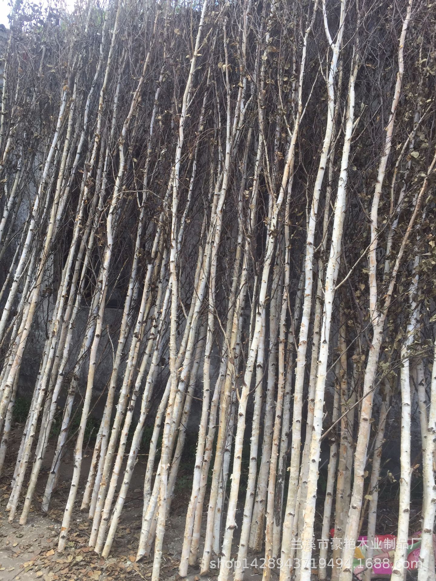 天然白桦树树枝装饰干树枝婚庆许愿树橱窗桦树枝拍摄道具