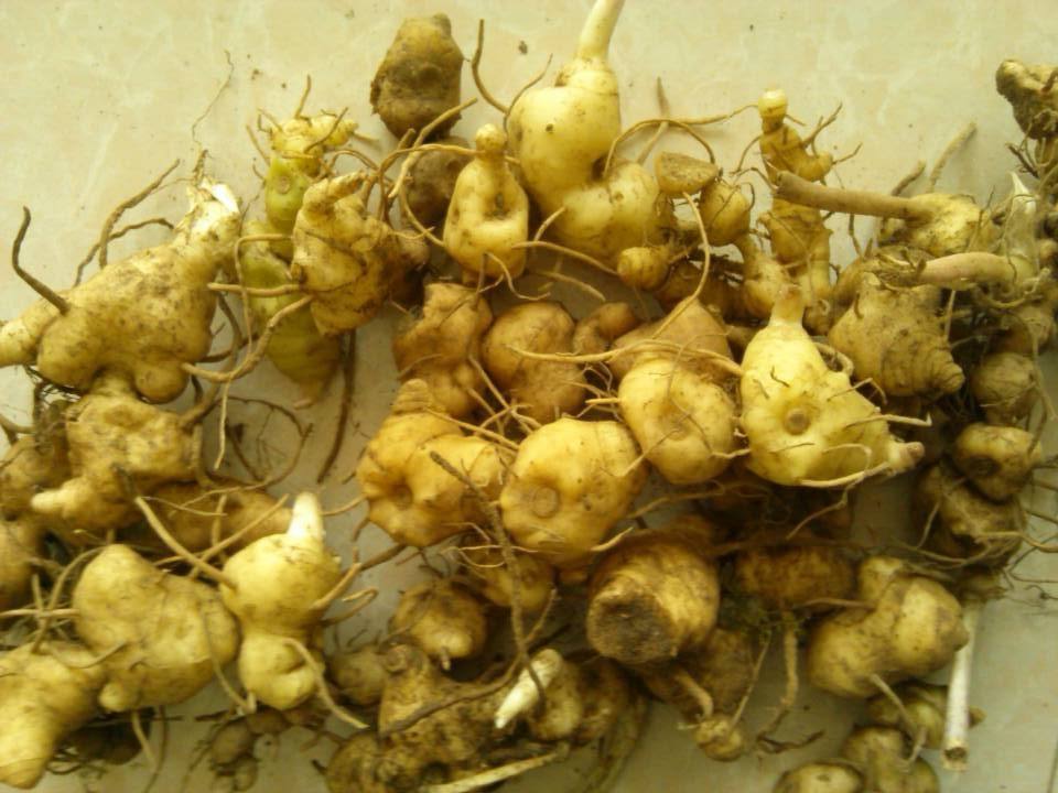 多花黄精初生根茎快速出苗的处理技术