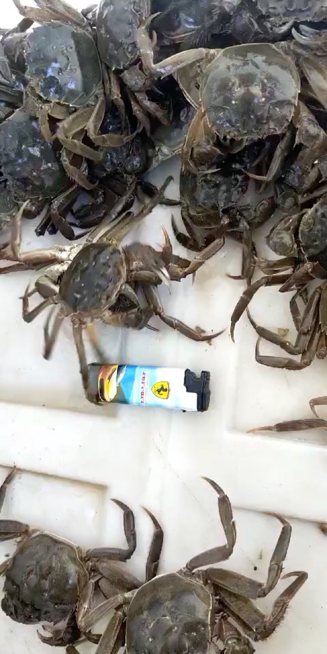 鲜活螃蟹养殖大闸蟹老头蟹6月黄一元蟹母蟹