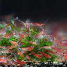 樱花虾玫瑰虾火焰虾水晶虾除藻虾清洁虾批发活体包活