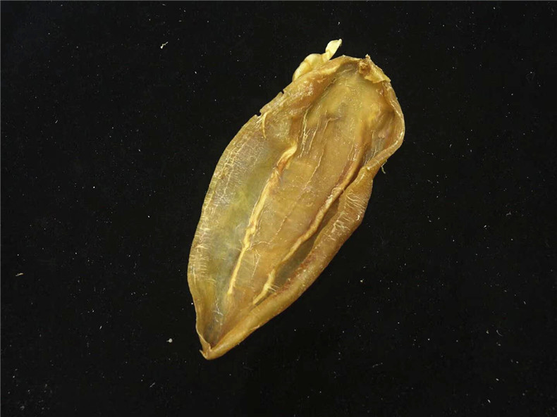 苏里南北海鱼胶 厚身 花胶北海公胶干货 足干老货 蜡黄色 无药水