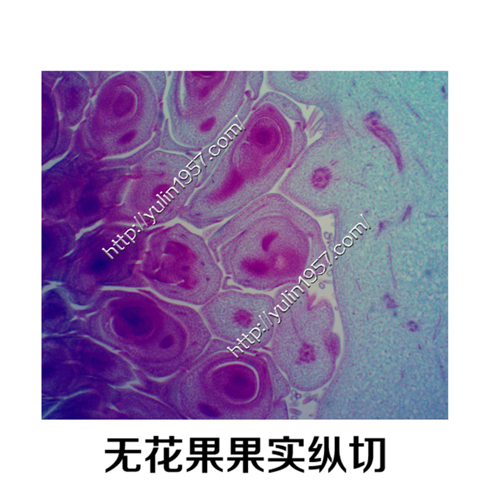 无花果果实纵切中药生物实验切片实验器材生物显微