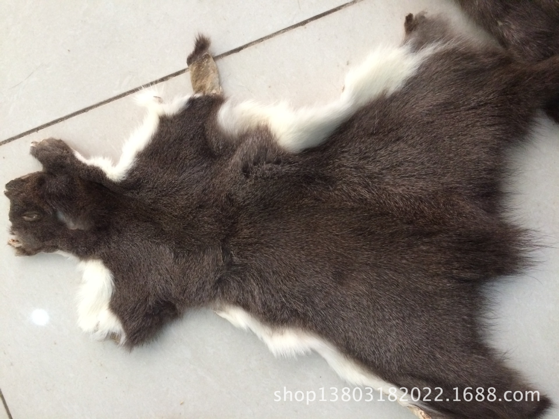 加拿大松鼠皮毛  天然真松鼠皮毛 真正整张松鼠皮毛一体皮草