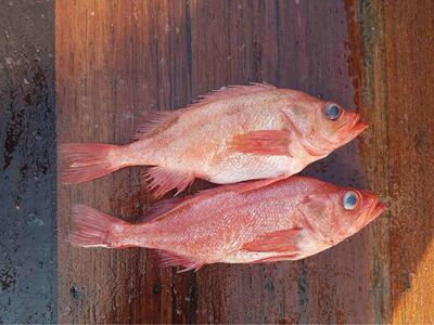 俄罗斯红鱼Красныйокуньбг