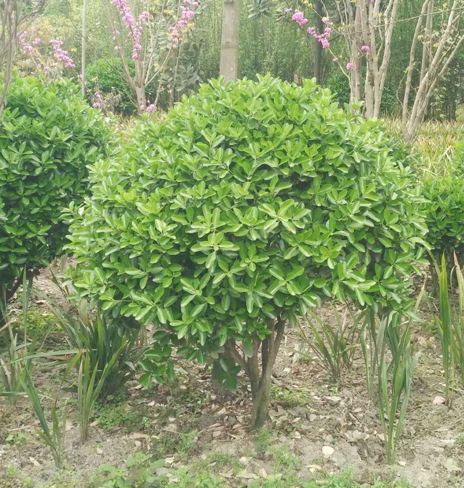 万年青球 苗木万年青球形 工程绿化 大量批发 产地直销