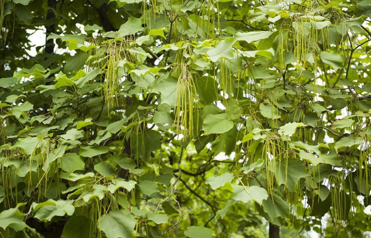 梓树种子 新采梓树种子 优质楸树种子木豆角种子园林绿化乔木树
