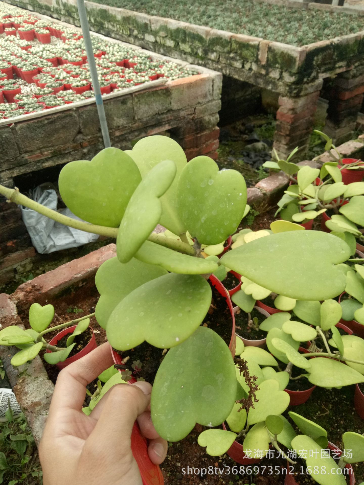 心叶球兰锦多肉植物一片心仙人柱景天科十二仙人球仙人掌沙生植物