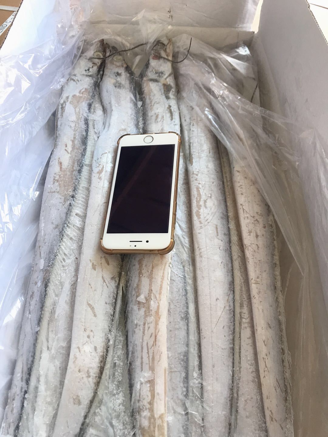 舟山野生带鱼速冻刀鱼新鲜冷冻带鱼整条宽带鱼水产品【厂家直销】