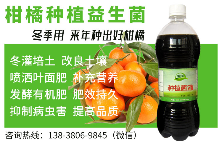 柑橘种植益生菌