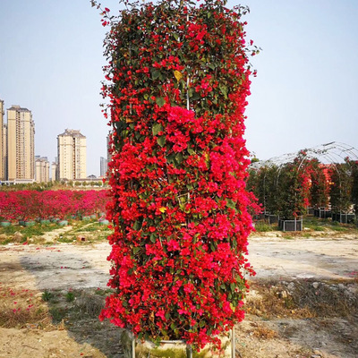 大红色花颜色三角梅柱子 圆柱形三角梅 勒杜鹃 九重葛 叶子花柱子