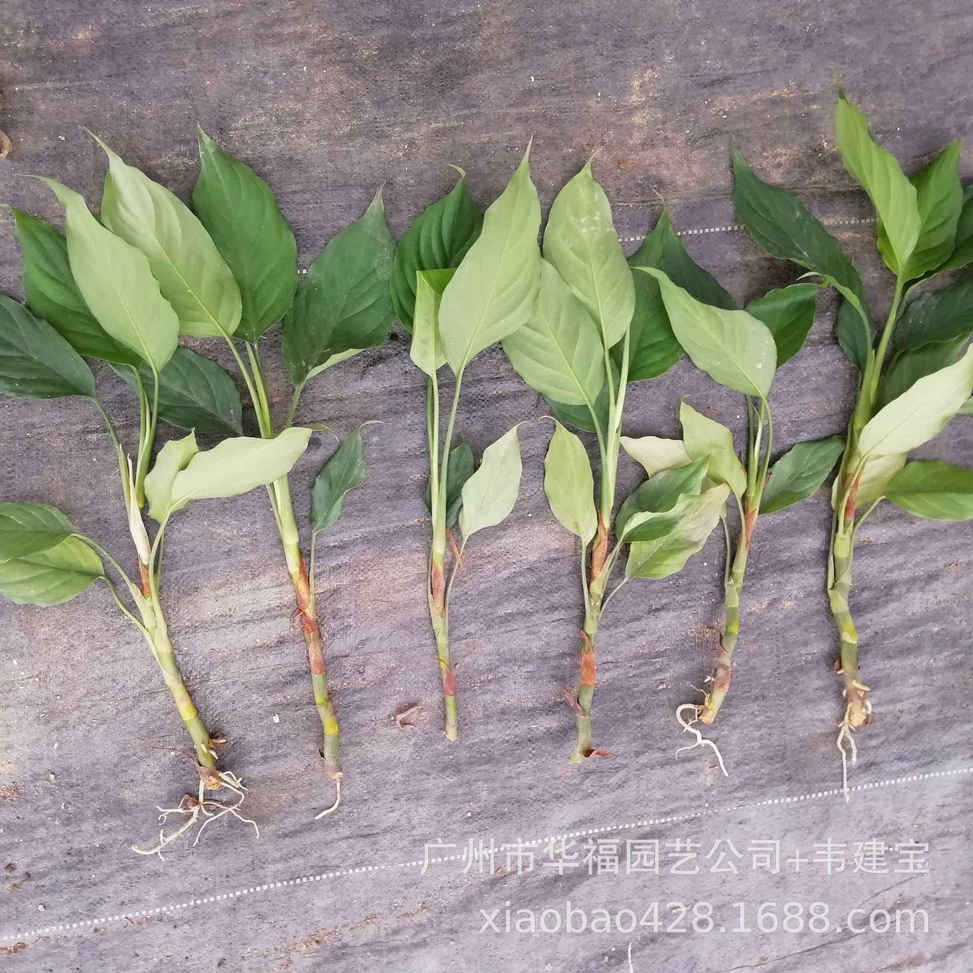 基地供应室内观叶植物 广东万年青扦插苗 园林盆栽花卉种苗批发