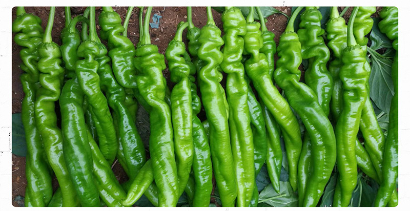 中科茂华蔬菜种子辣脆螺丝椒种子高产特辣青椒种籽杂交螺丝辣椒种
