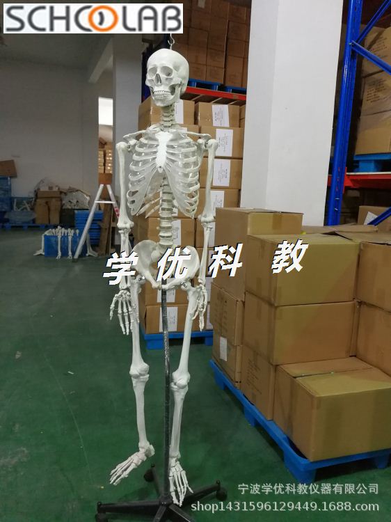 180cm骨架 自然大 男性1:1 170cm人体骨骼模型