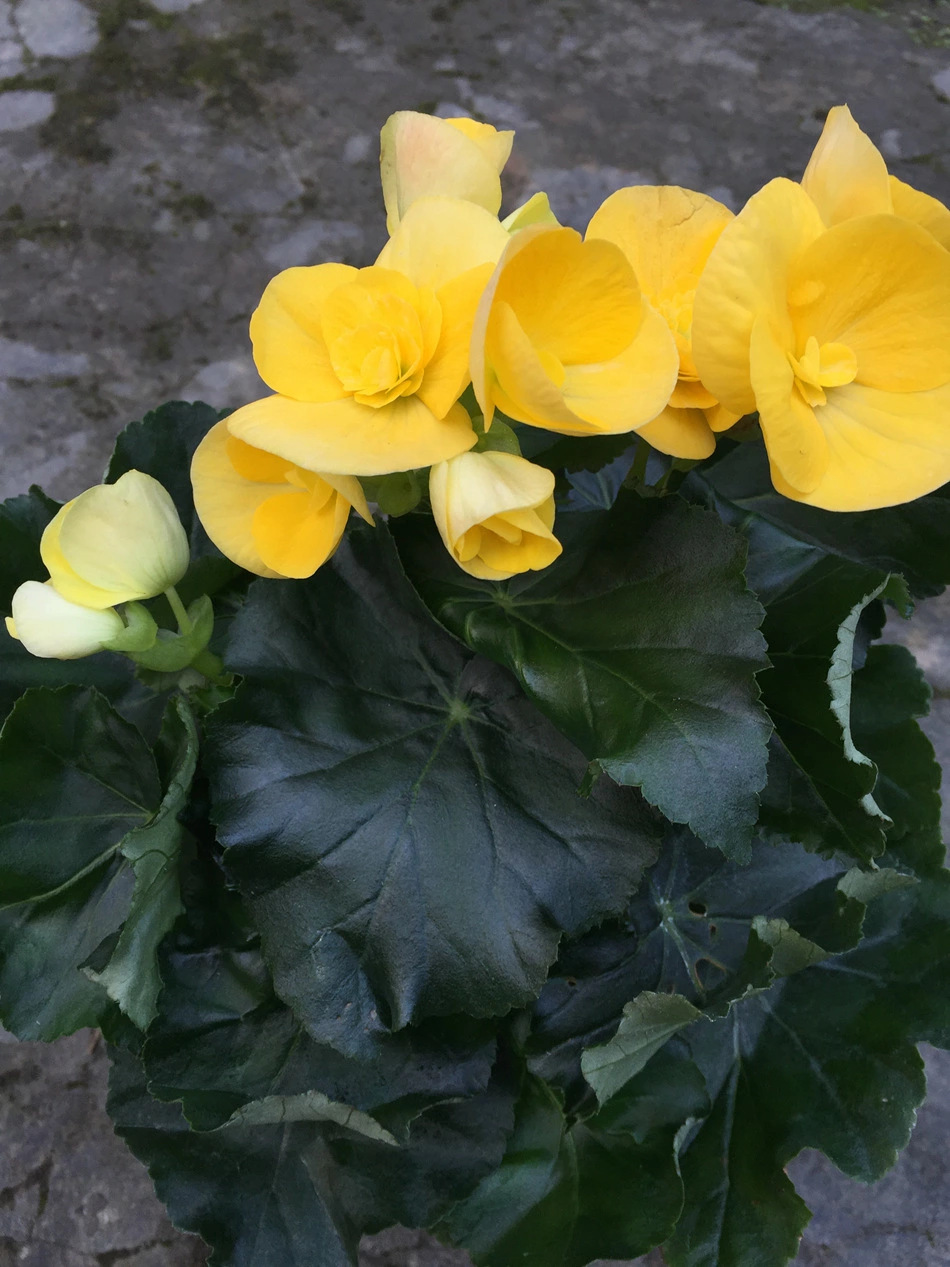 丽格海棠 重瓣玫瑰秋海棠 四季开花带花苞盆栽 成都本地花卉植物