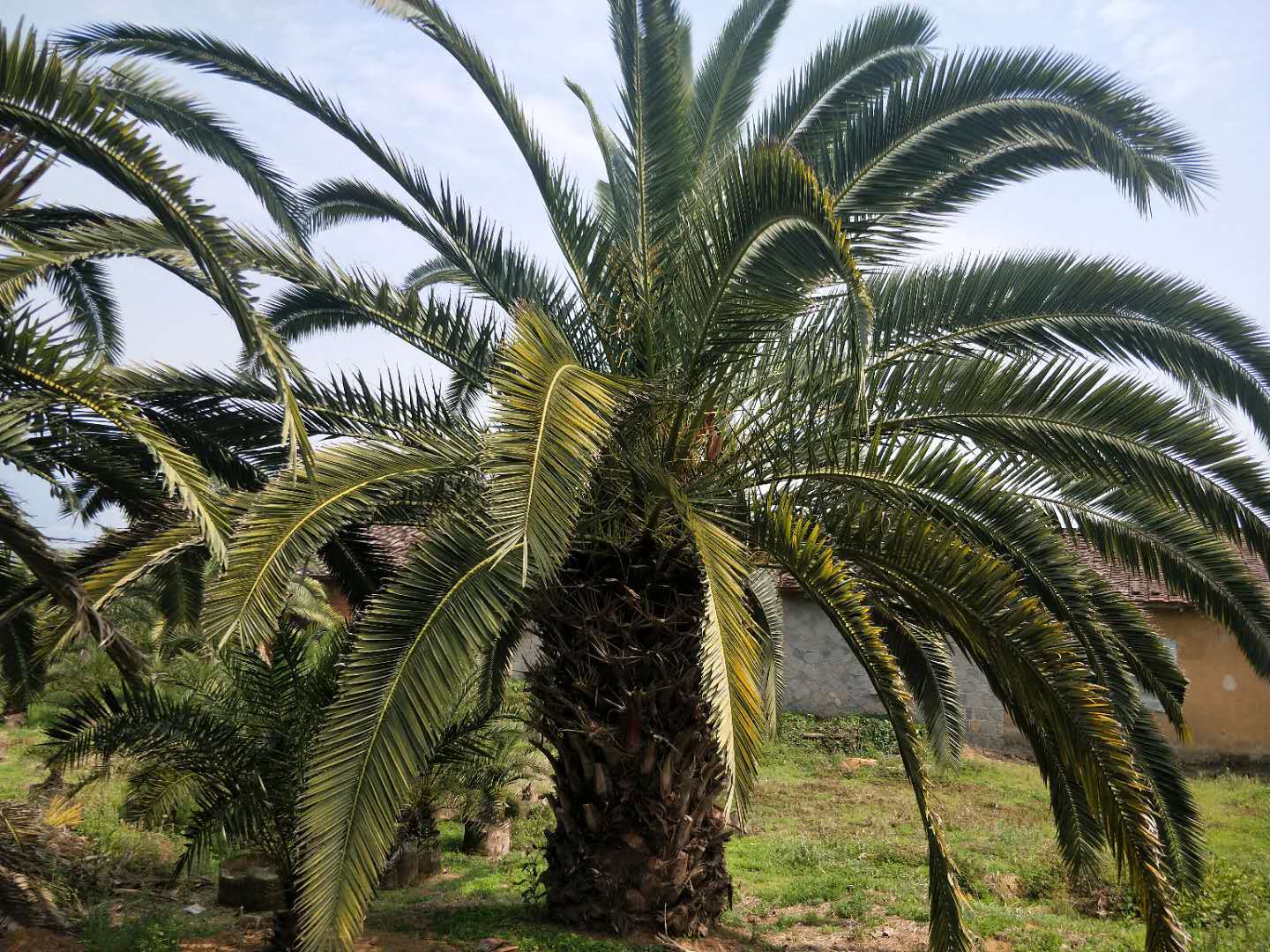 基地直销加拿利海枣长叶刺葵国际景观树别墅庭院造型树苗批发