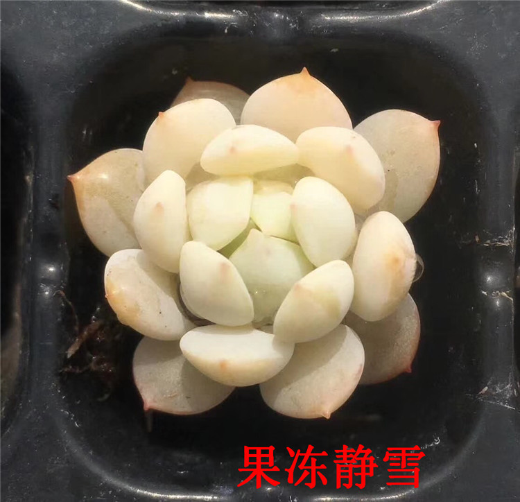 090多肉植物基地果冻静雪3cm左右单头多肉品种裸根状态实拍