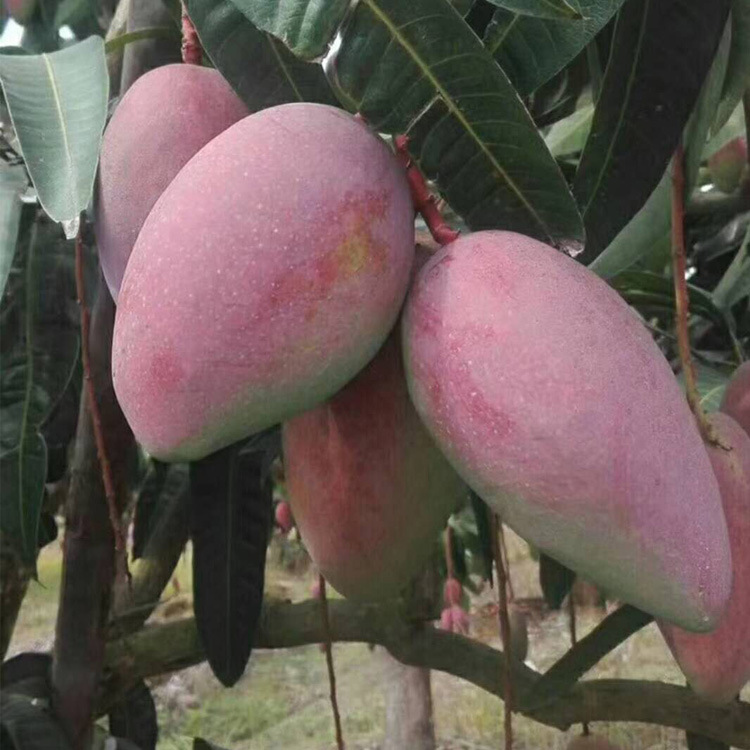 海南贵妃芒果 红金龙芒 非树上熟 5斤尝新特价包邮 28号开始发货