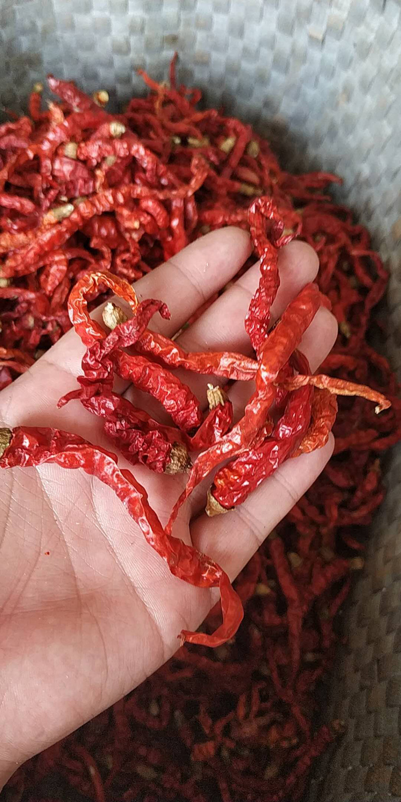 湖南湘潭干红辣椒500g包邮农家自晒干辣子辣椒干调料香辣椒 特产