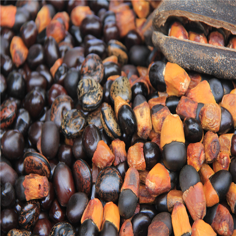 散装正宗海南黄花梨树苗种子(降香黄檀)珍贵树种子黄花梨种子批发