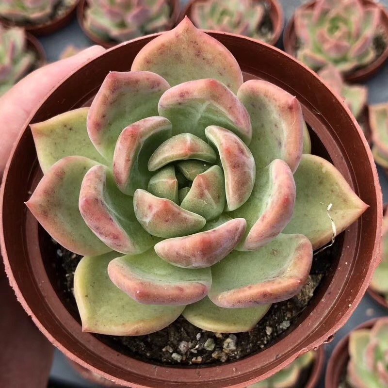 0534阳台多肉植物组合粉香槟56cm裸根发品相美多肉品种