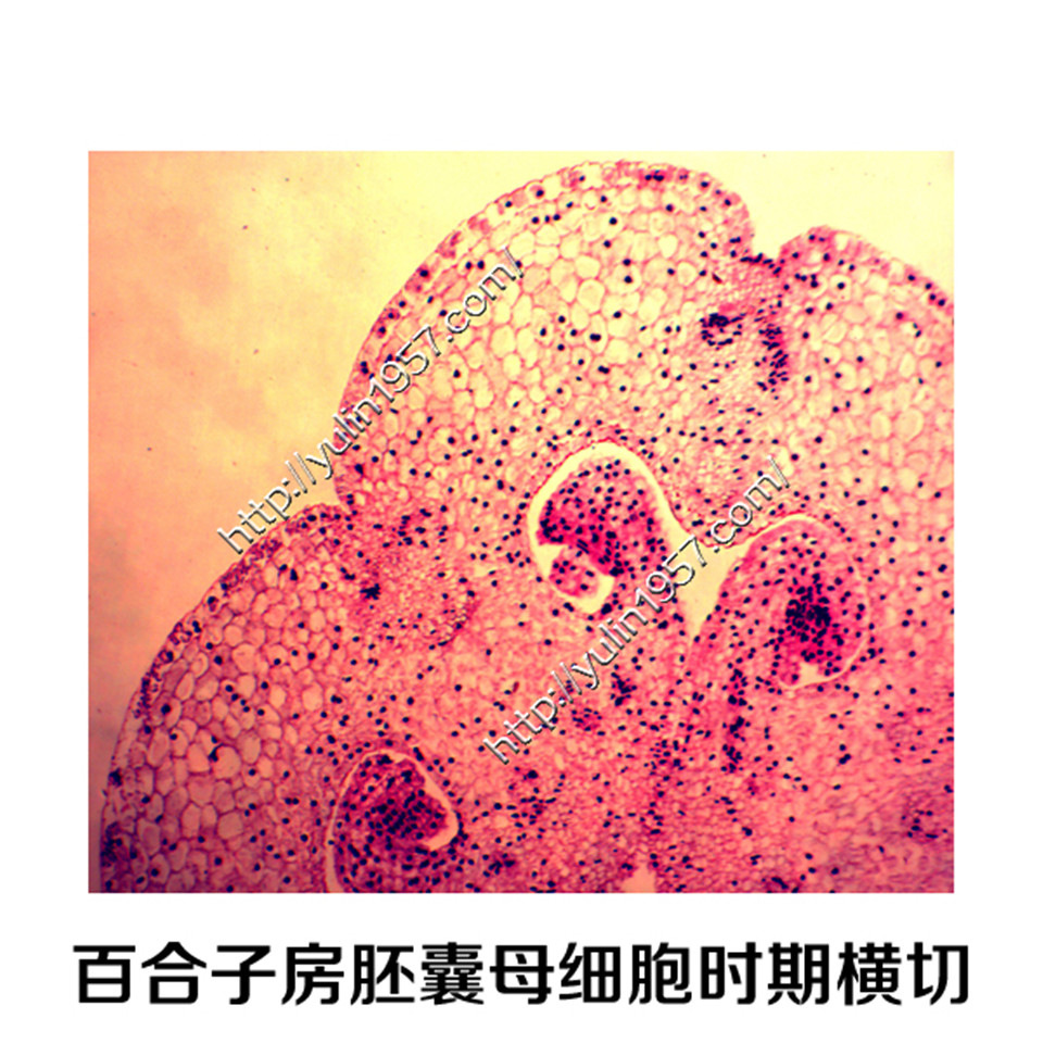 百合子房胚囊母细胞时期横切生物实验切片标本显微镜玻片