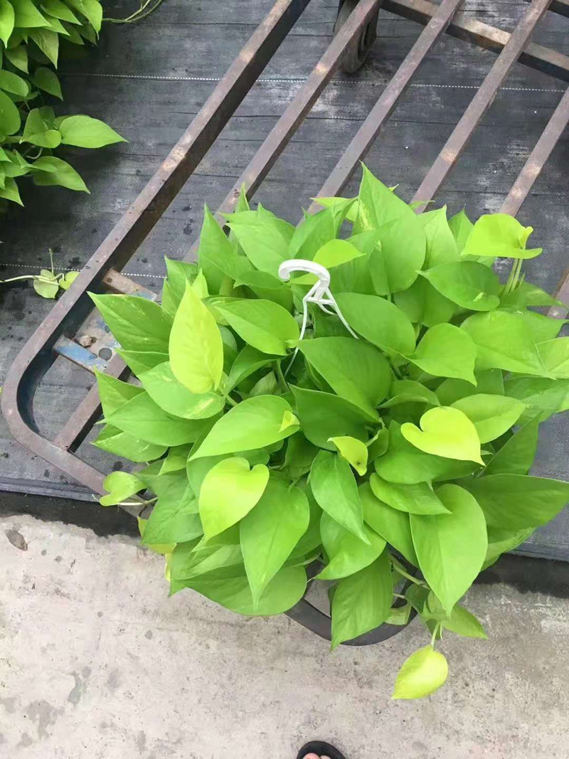 【基地直销】观叶植物花卉小盆栽金叶绿萝工程绿化墙 180#黄金葛