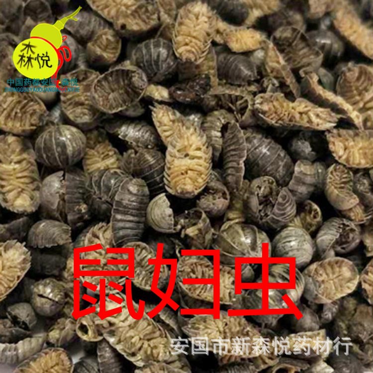 鼠妇虫批发冷背中药材潮湿虫潮虫地虱婆伊威蟠鼠负专药用