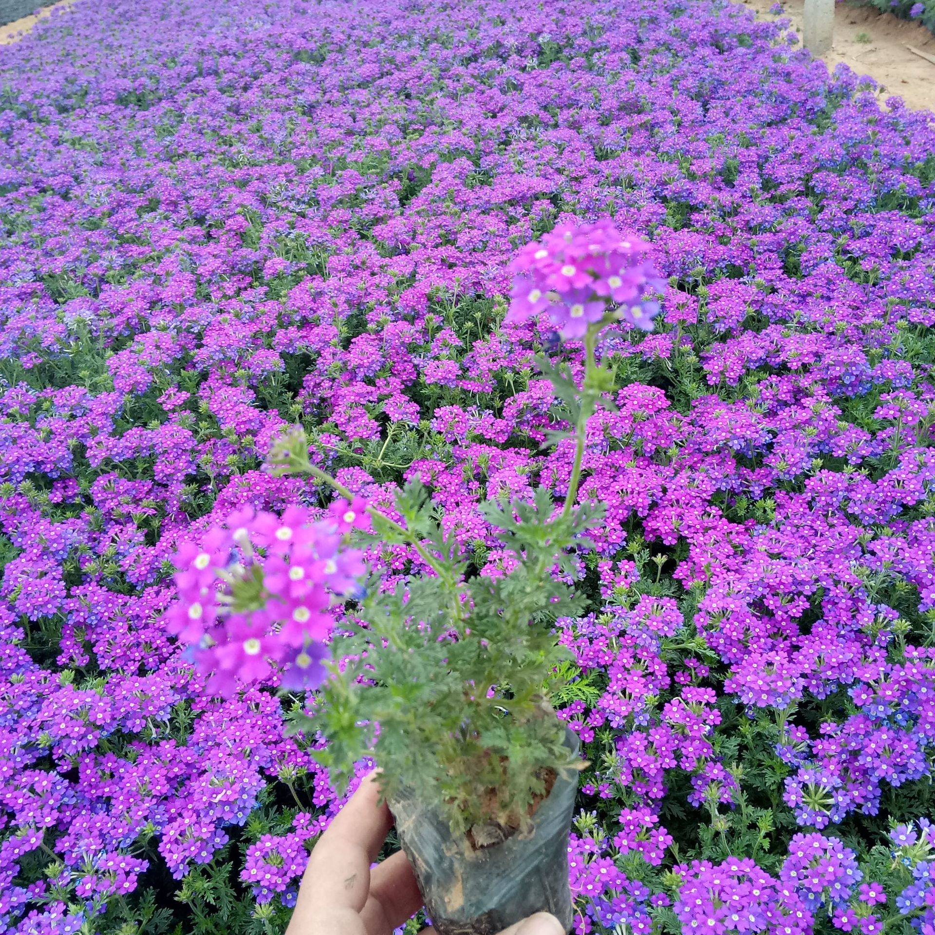 美女樱 青州花卉常年供应草花美女樱 宿根花卉细叶美女樱