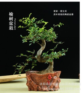 小榆树