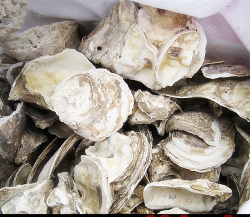 鱼池过滤材料蚝壳 牡蛎壳锦鲤池过滤材生蚝壳 稳定ph值