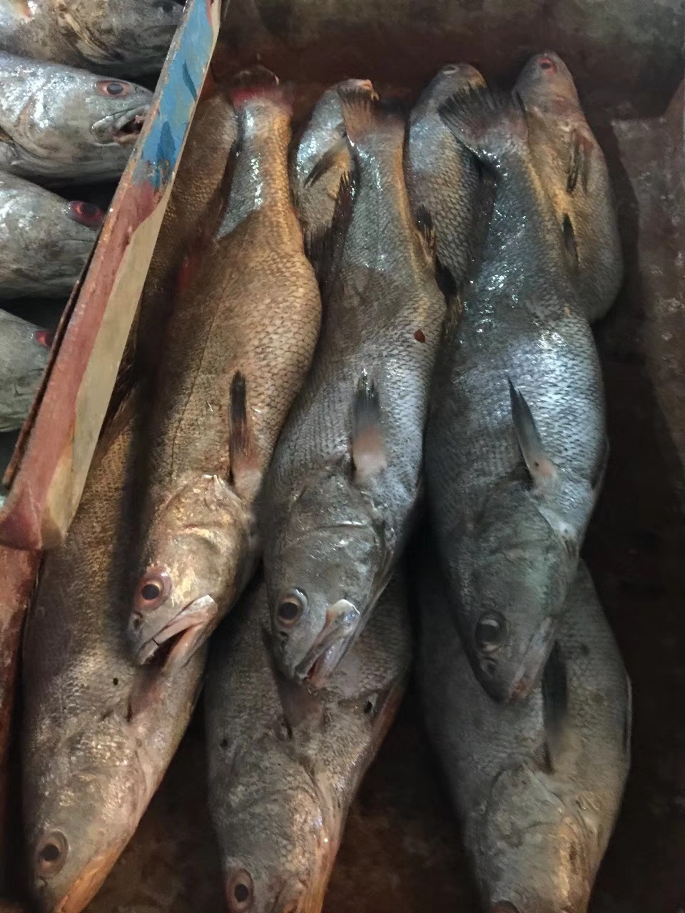 厂家直销批发舟山东海野生米鱼
