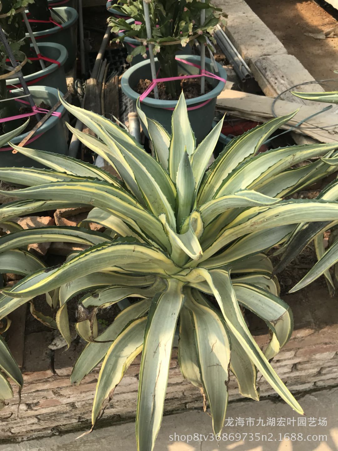 详询旺旺客服,量大可直接联系:13799825905 叶先生  龙舌兰叶片