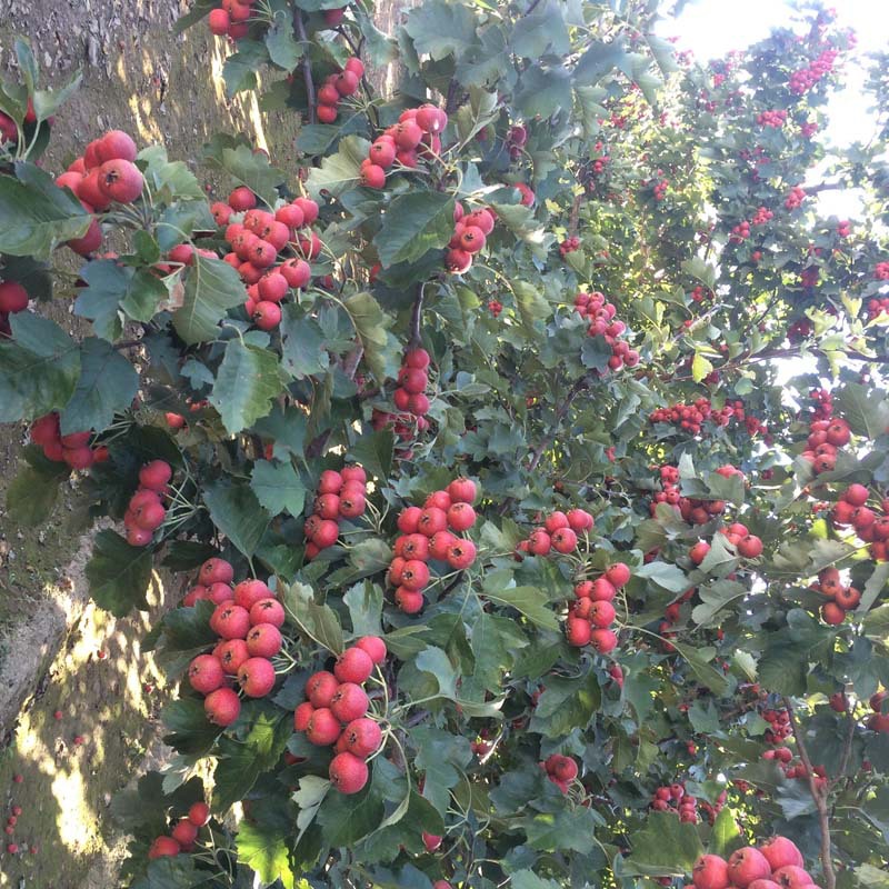 山楂树苗批发 甜红籽山楂树现挖现发 嫁接新品种大金星山楂树果树