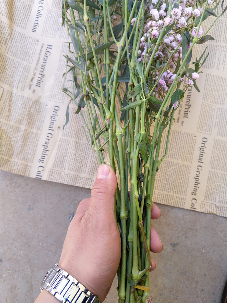 吸色千万星彩色满天星一扎半公斤昆明鲜花批发 吸色伊洛斯