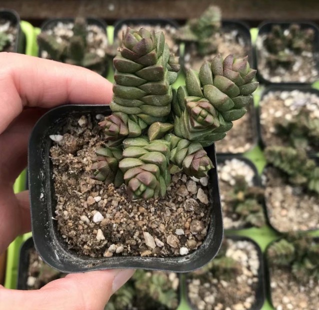 寿无限 实拍有根 约4cm 脱盆发货 6.5cm盆