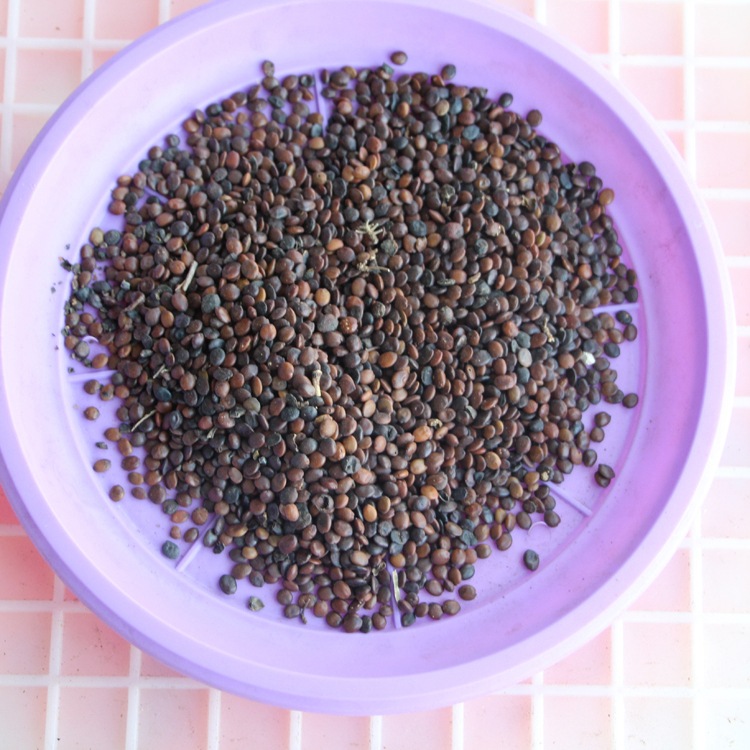 丛生紫荆苗庭院观赏绿化苗木紫荆花苗种子花卉紫荆树苗满条红盆栽