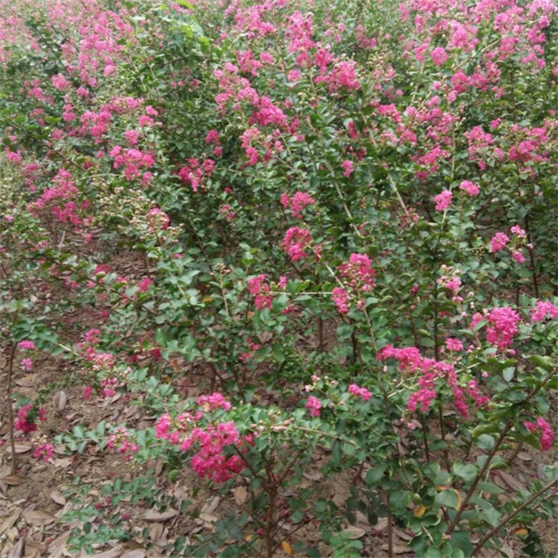 苗圃供应百日红小苗 美国紫薇红火箭 80厘米高紫薇树苗价格