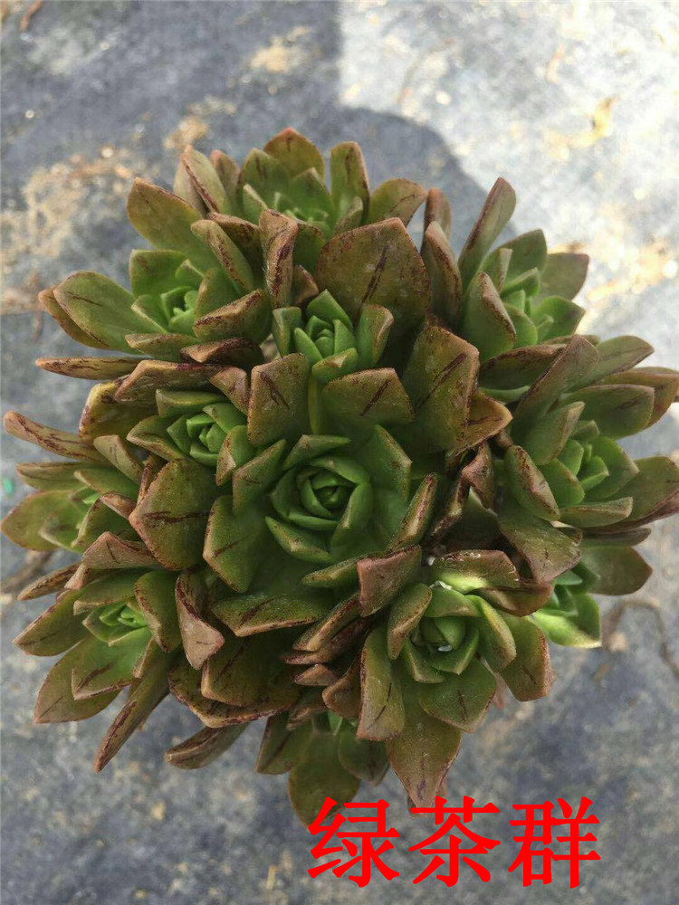 088多肉植物大棚限时特价批发 绿茶群多肉品种9cm盆 状态一流特价