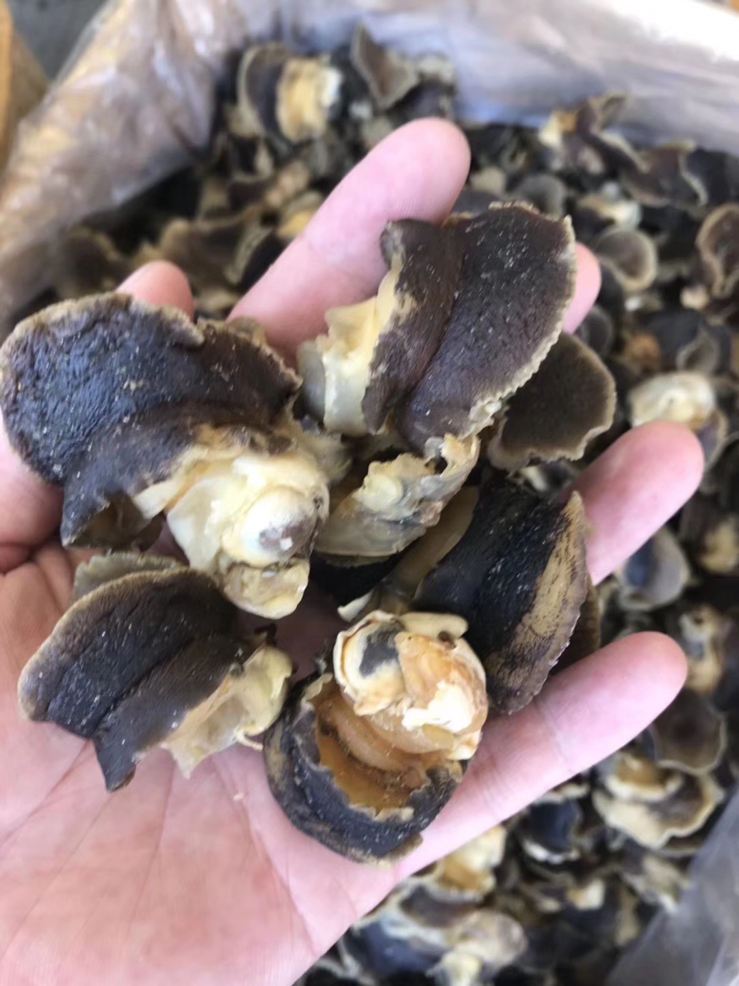 螺肉  田螺肉 海螺肉 海鲜干货