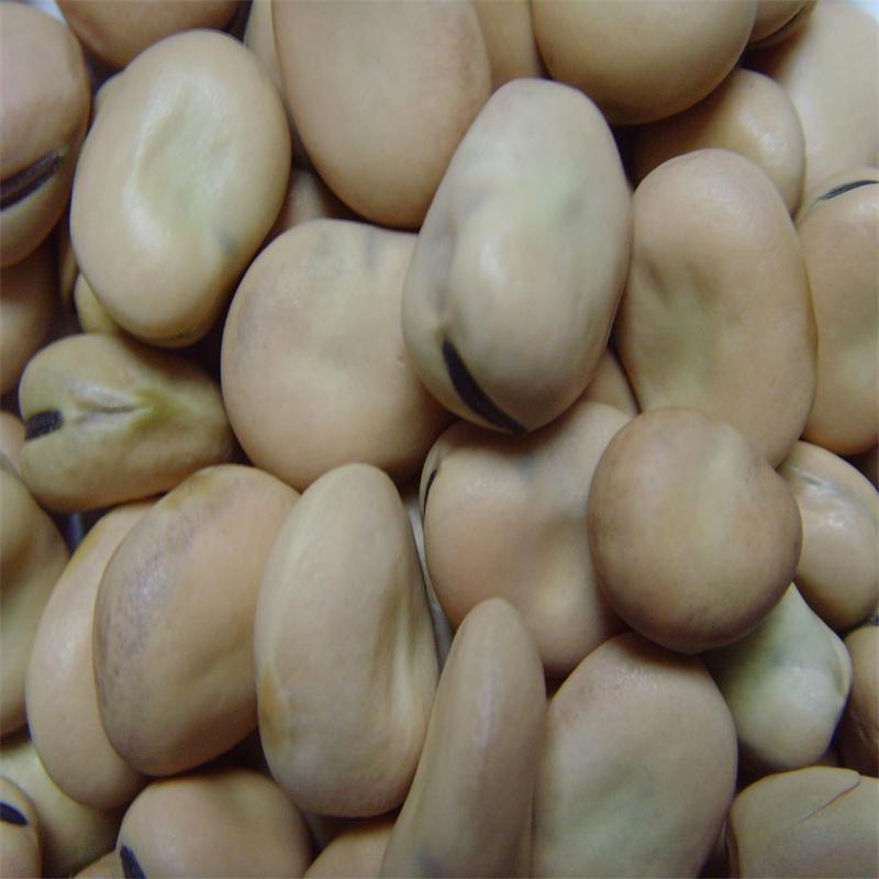 供应出口级蚕豆,出口日本标准蚕豆,12.5以上蚕豆,张家口蚕豆
